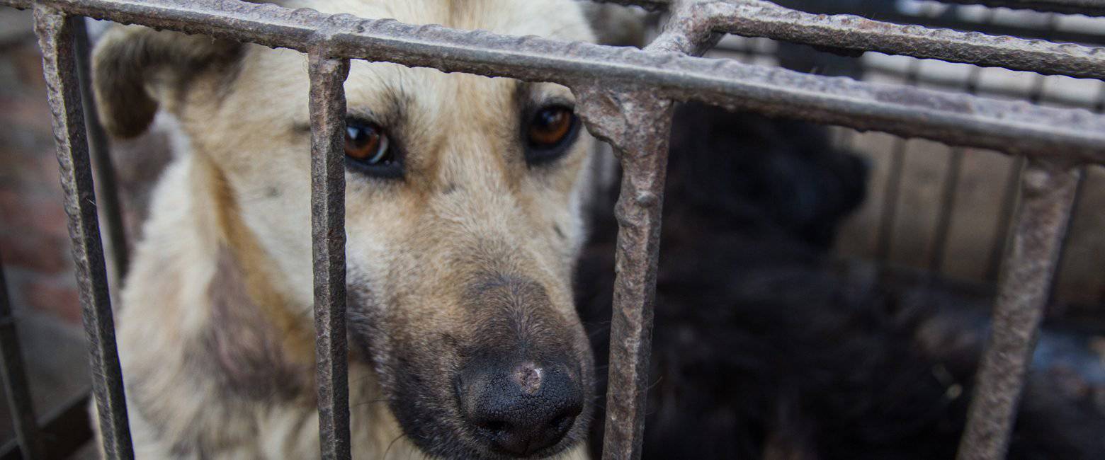 More information about "Yulin Festivali: Şov İçin Katliam"